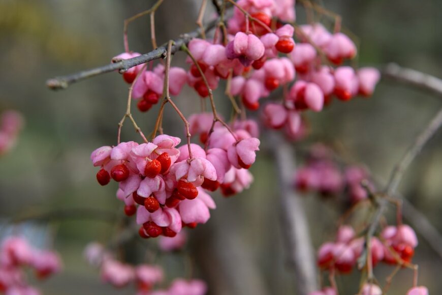 ピンク色の皮から赤い種が出てきているマユミの実