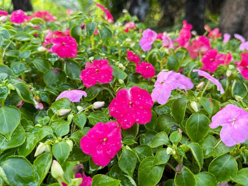 色鮮やかな花が、こんもり愛らしく咲く「インパチェンス」