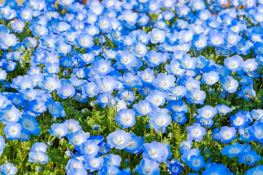 小さなかわいらしい花を一面に咲かせたネモフィラ