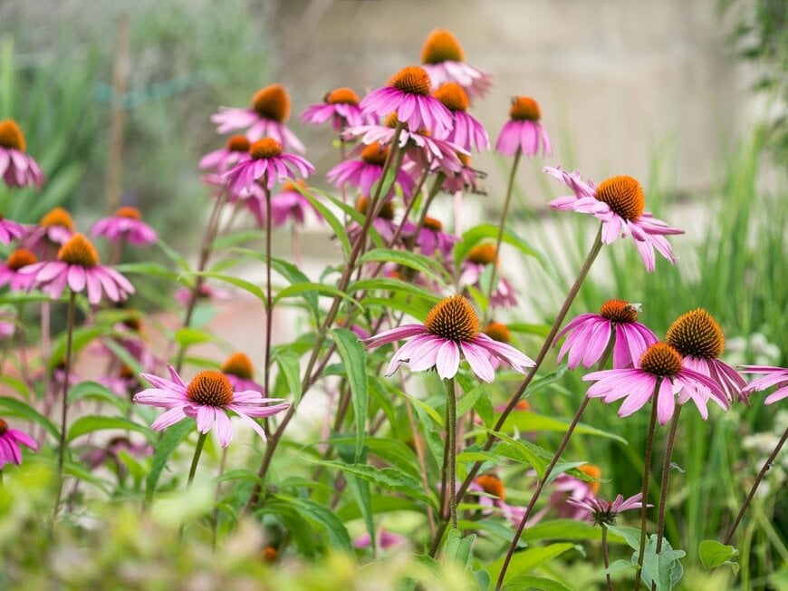 ピンクの花を咲かせている、エキナセア