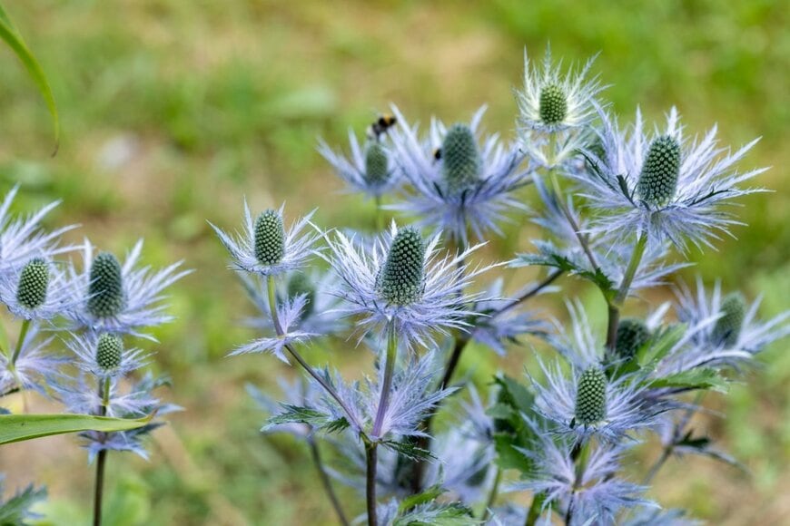 ブルーシルバーのメタリックな花色が特徴の「エリンジウム」
