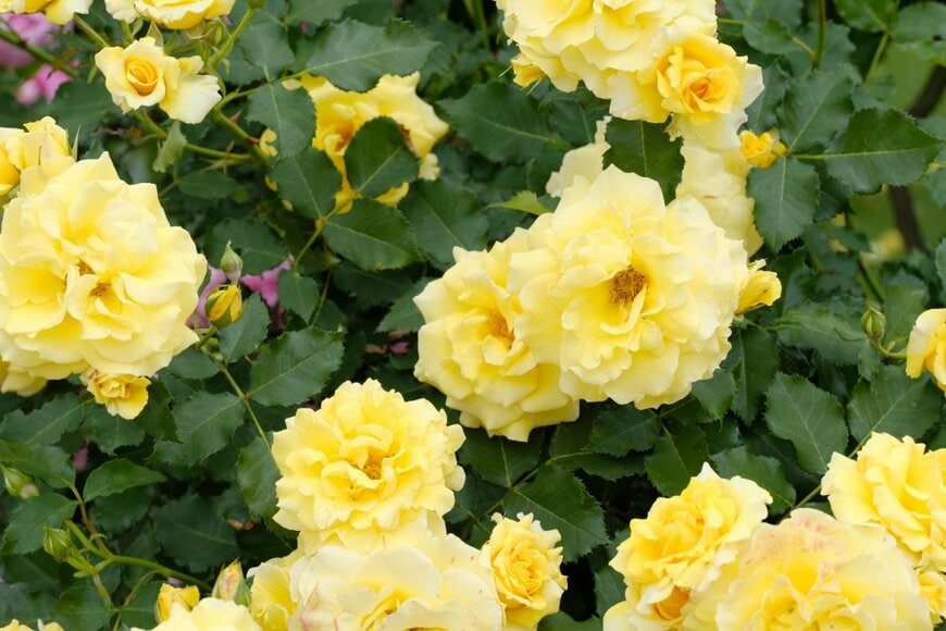 黄色い花を咲かせるゴールドバニー