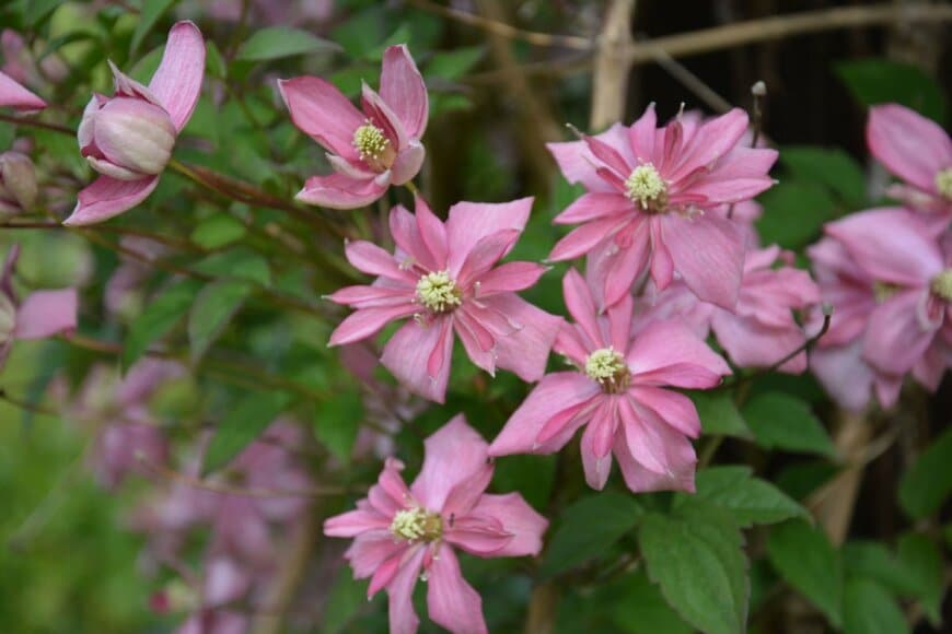 ピンク色の花を咲かせている、クレマチス