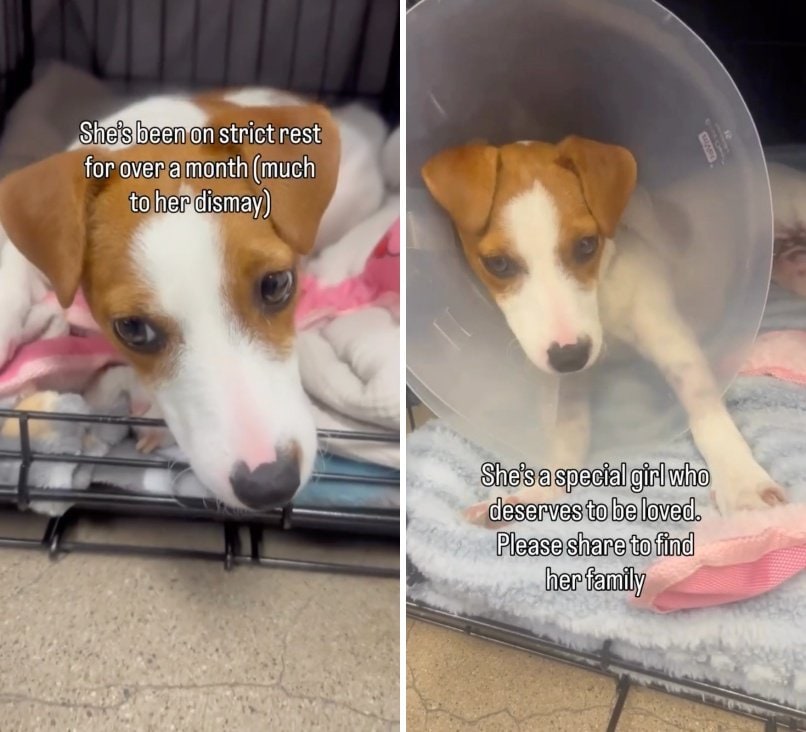 出所:<u><a href="https://www.instagram.com/p/DZ5eNynBOvr/" target="_blank">@lets.rescue.dogs</a></u>