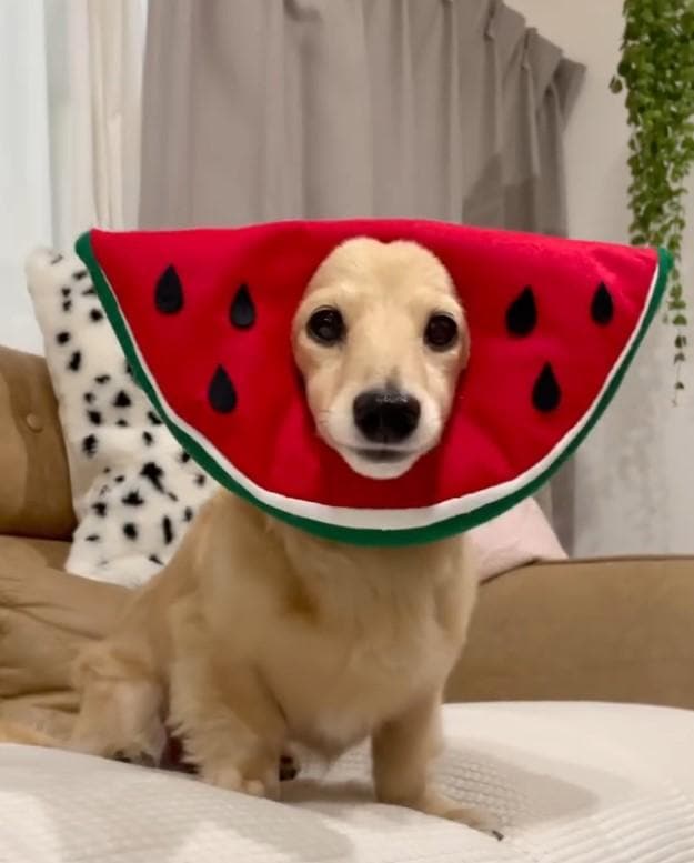 被り物を被る犬