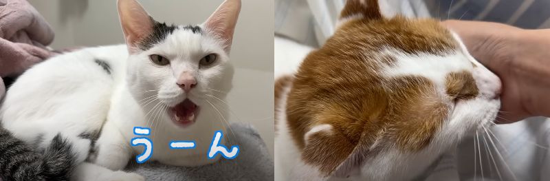 投稿動画のワンシーン