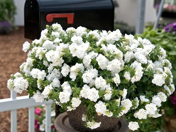 サントリーフラワーズ　サフィニアフリル