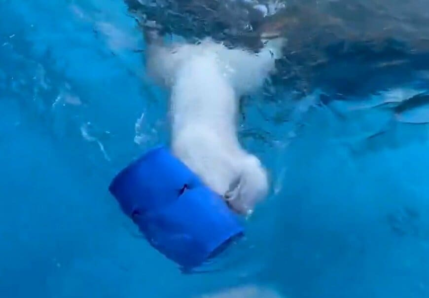 神戸市立王子動物園