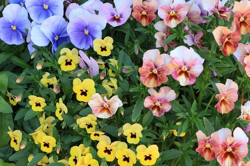 紫・黄色・ピンクの花を咲かせているパンジー・ビオラ