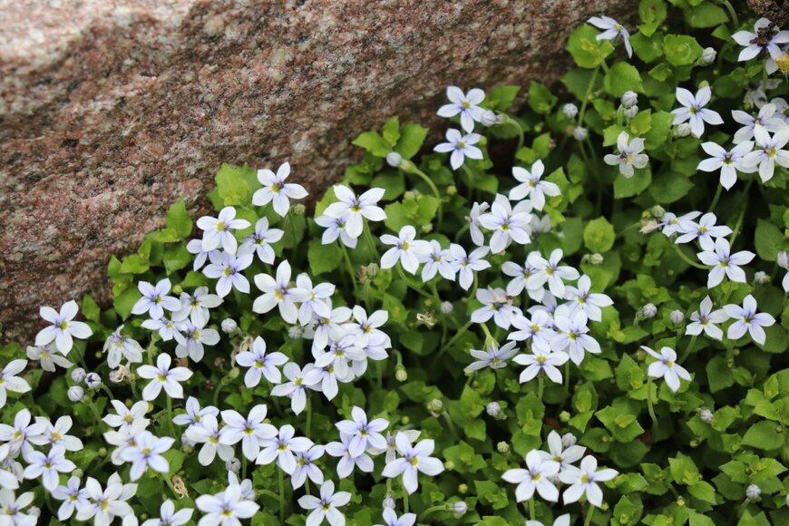 白い小花を咲かせているプラティア