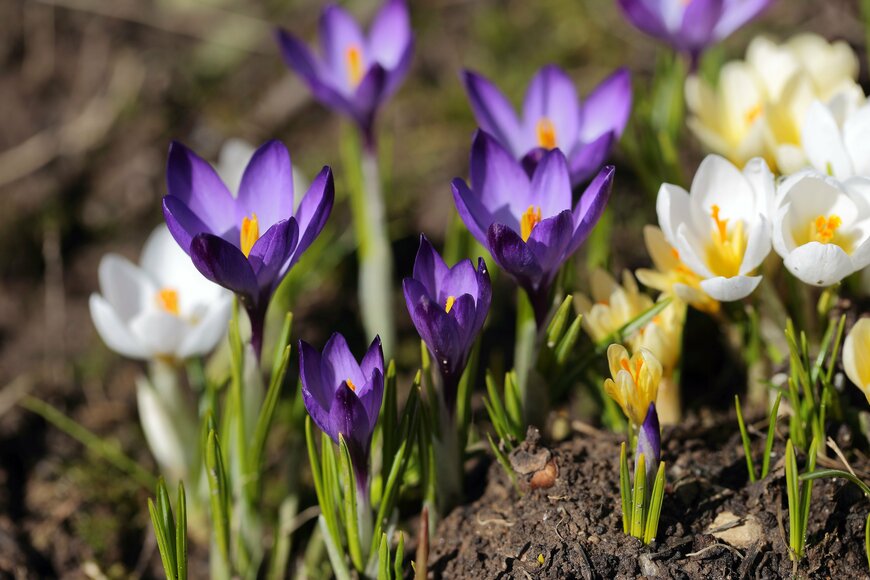 青紫や白色の花を咲かせている、クロッカス