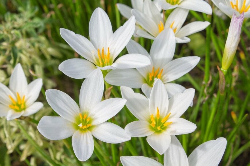 白い花を咲かせているタマスダレ