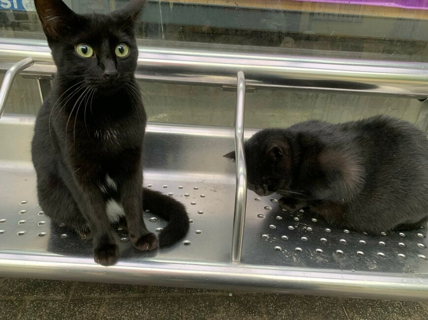 そっくりな2匹の黒猫