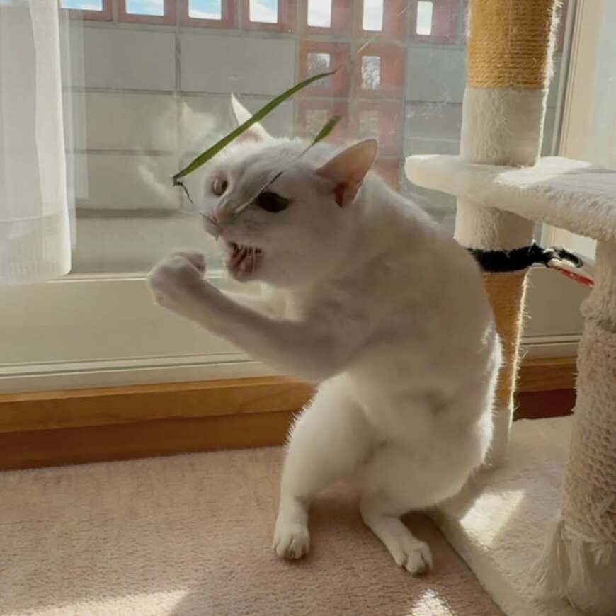 撫でられている猫