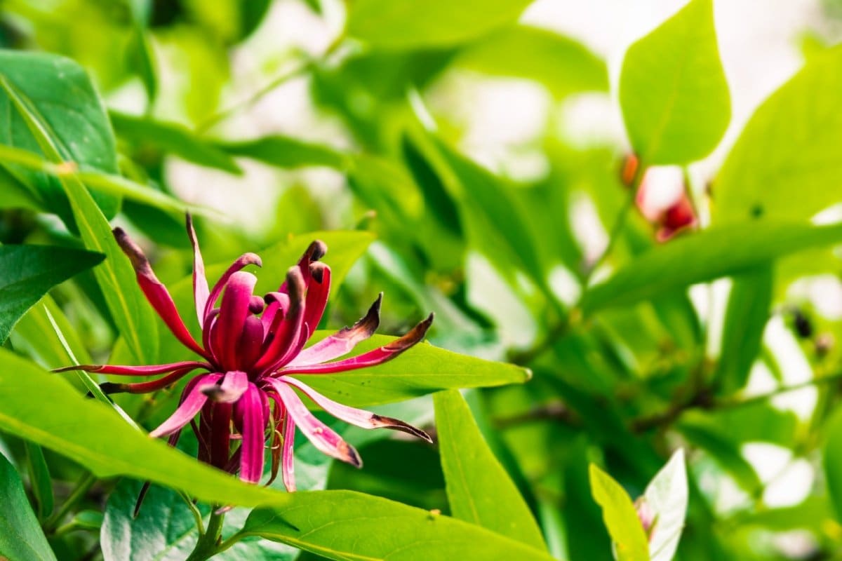 玄関先に植えたい「初夏に花咲く香りのよい低木」3選！庭のセンスを格上げしてくれる香り豊かな植物