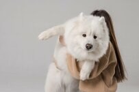 「これがこう」　サモエド犬のビフォーアフターに思わず目を疑う「※同一犬物です」