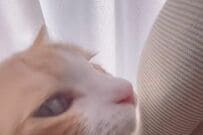 【行っちゃうの？】家族の外出を察した猫→思わずとった行動がかわいすぎて「胸がギュッと」してしまう