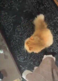 大好きな飼い主さんの外出を「全力で止めに来た猫」が話題