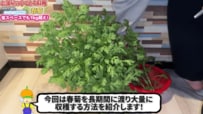 【食費の節約】100均アイテムで《春菊の室内水耕栽培》土不要＆省スペースなのに総収穫量1kg超！