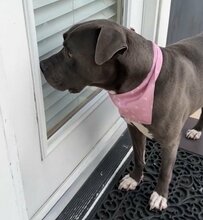 里親に引き取られては“何度も施設に戻される”保護犬　ドアの近くで佇む健気な理由に目頭が熱くなる