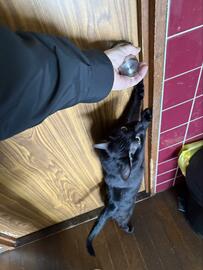 【可愛い】外出前にドアを開けようとすると…猫ちゃんのまさかの外出阻止に心が揺らぐ