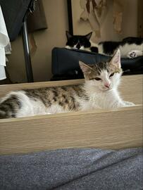 「家で最怖」の先住猫に叱られる子猫　距離の縮め方に思わずビックリ！？