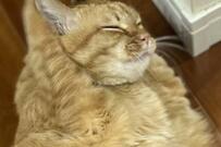 元保護猫の「モノマネ」に12万いいね　短い手を必死に伸ばすその姿は…？