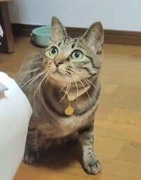 「自分を猫だと信じてる」大好きな猫を追う亀の行動に笑ってしまう
