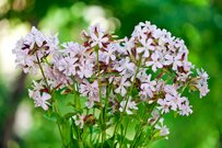 【ガーデニング】花が美しい多年草＆一年草ハーブおすすめ7選。春に開花するオシャレな草花