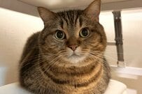 【ほぼ人間じゃん】愛くるしい猫がこたつに入ると…　「驚きの変貌」に2万9000いいね