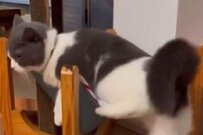 猫のハンモックの入り方に思わず笑ってしまう　どんくさい動きに「声が出た」