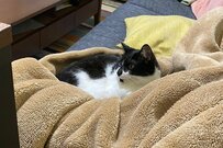 「あれ、もう1匹はどこへ？」まさかの場所に身をひそめる猫が可愛い