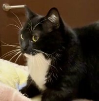 ふみふみを卒業した猫ちゃんの“レアショット”に2.3万いいね！世界中から反響続々