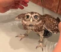 【お風呂を満喫するフクロウ】気持ちよすぎてうっとり...湯を楽しむフクロウに5000いいね！「カメラ目線下さい！」