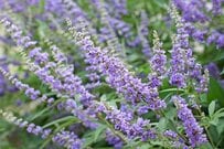 植えっぱなしで真夏に花咲く【夏に強い低木】5選！秋までずっと咲く花＆丈夫で育てやすい低木