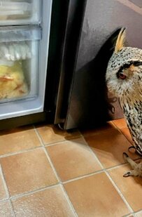 【夜食をおねだりするフクロウ】冷凍庫の前で鳴く姿に思わずほっこり