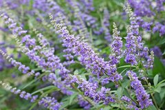 狭い庭や玄関先に植えっぱなし！毎年真夏に涼しげな花が咲く「暑さに強くて育てやすい」低木3選