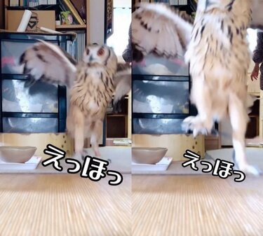 【G　ふくろうおばあちゃんの日向ぼっこ】 こどもの日🎏 今年は卵ちゃんで撮影行けなかったので、去年のお