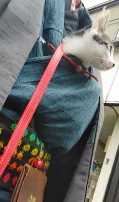 キョロキョロする猫さん