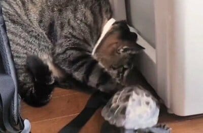 「どいて！」と言わんばかりに軍曹くんをのける小雪ちゃん