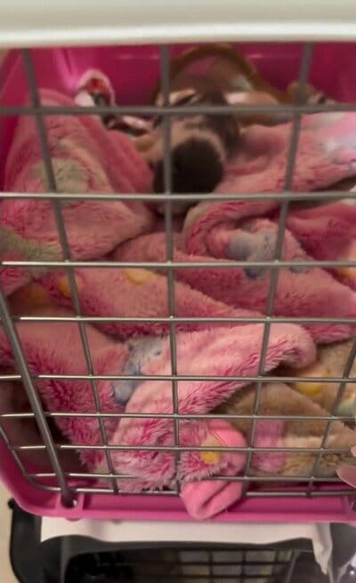 保護施設に届けられたばかりの新生子猫
