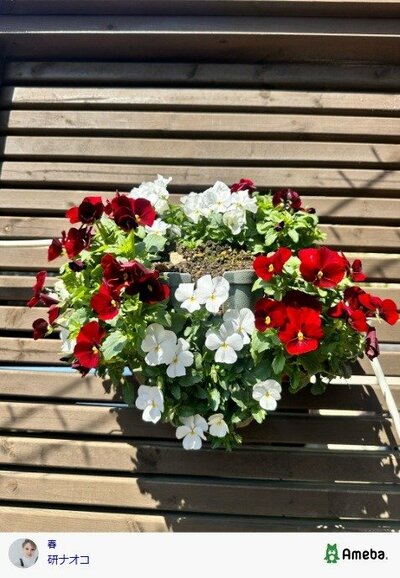 研ナオコの公式ブログ投稿