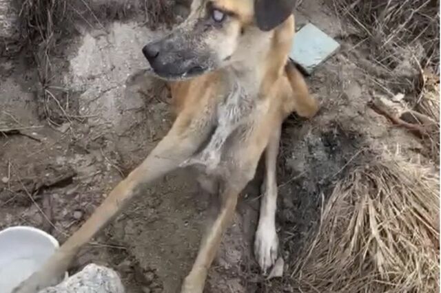 衰弱状態の老犬を保護　「病気を患いながら」必死に生きようとする姿に感動「保護してくれてありがとう」