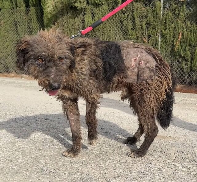 路上をさまよっていた全身傷だらけの犬を保護 検査で全身から多数の散弾や鉛玉が見つかり、手術に向けて治療を開始