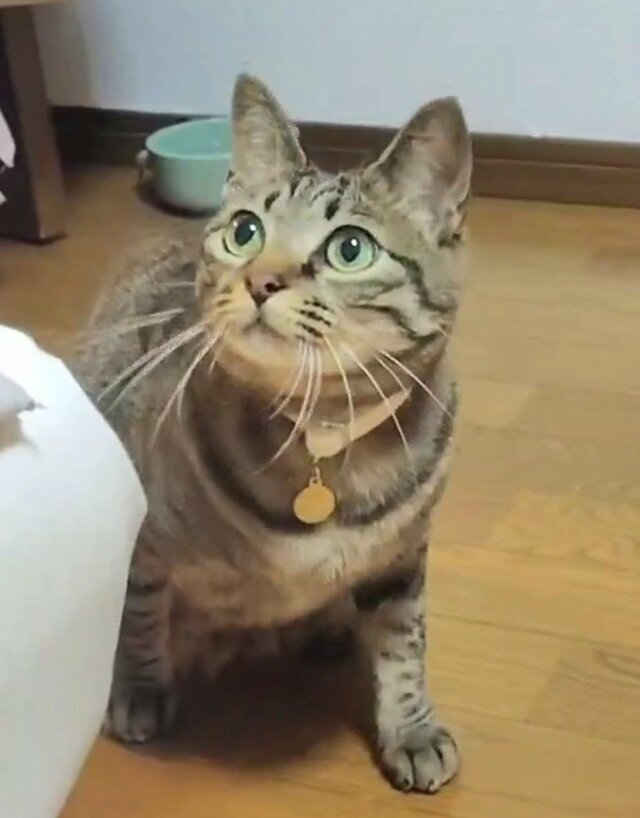 「自分を猫だと信じてる」大好きな猫を追う亀の行動に笑ってしまう
