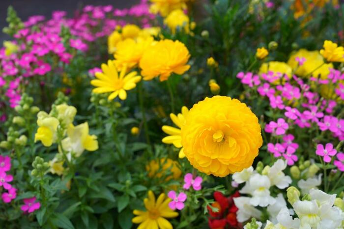 黄色の花が咲いている。