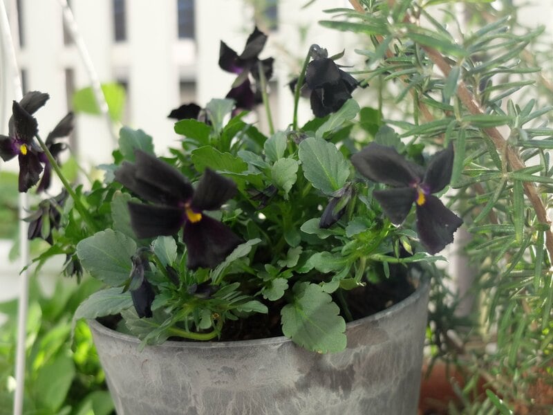 セリア、ストーン調プランター 4号鉢筆者撮影写真