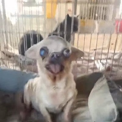 保護当時の過酷な状態から一変！優しい新しい家族のもとで安心し切って過ごす穏やかな日常
