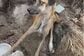 衰弱状態の老犬を保護　「病気を患いながら」必死に生きようとする姿に感動「保護してくれてありがとう」