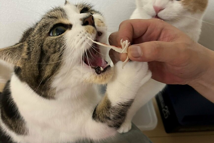 物凄い食べっぷりの弟猫　兄猫が送る視線に笑っちゃう「マジか…」